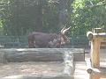 Zoo Cottbus 069